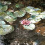 Waterlily reflections on the lily pond