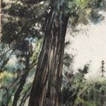 Old Redwood trees in Big Sur