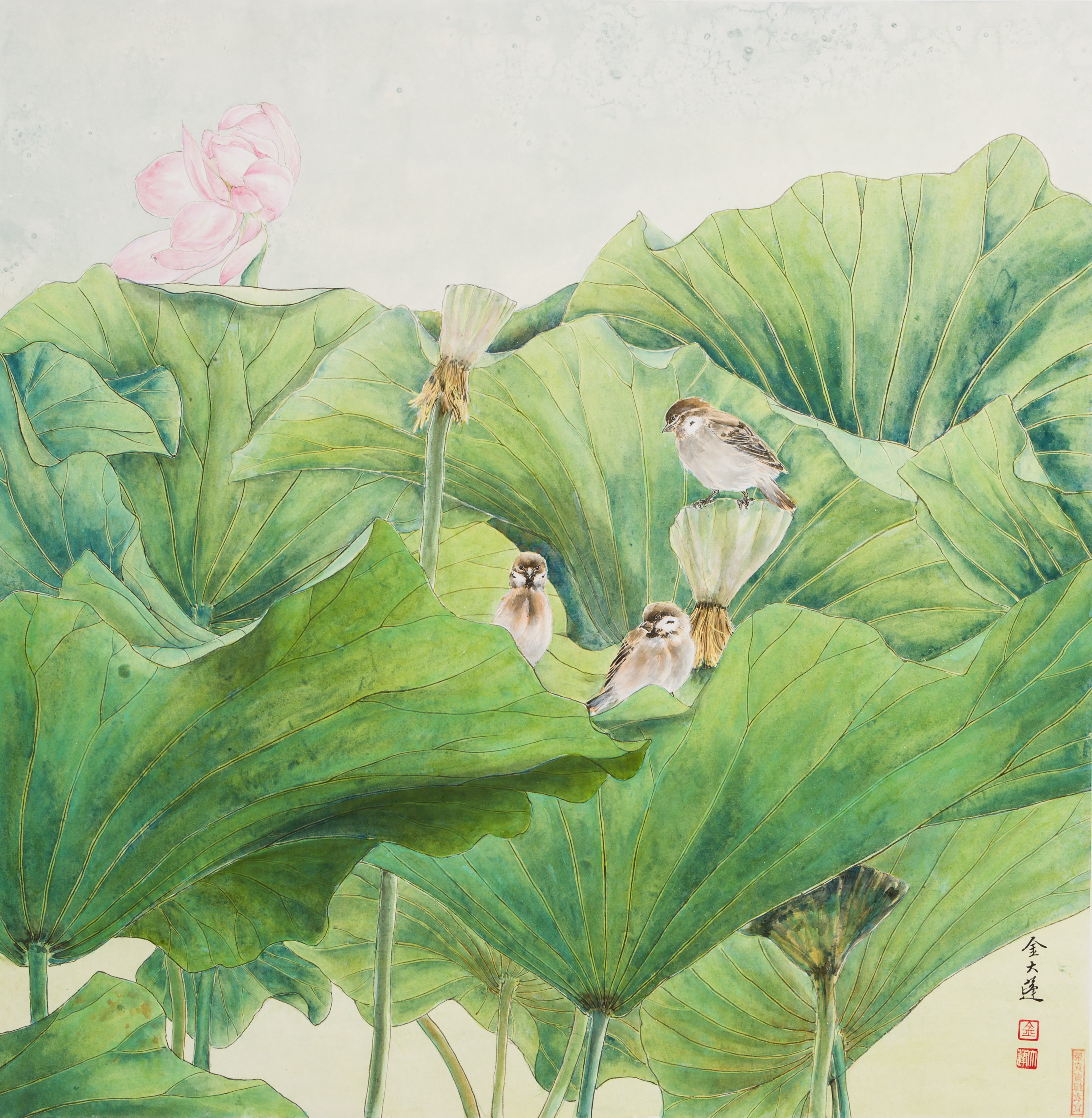 English Sparrows resting on lotus leaves