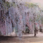 A grove of Wisteria creates a purple lacy curtain of blossoms